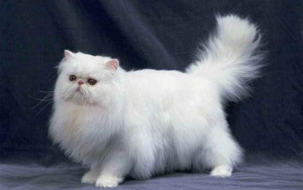 小猫不能吃的水果有哪些
