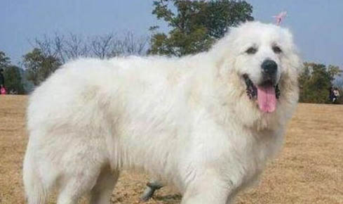 大白熊犬为什么突然不爱吃东西?