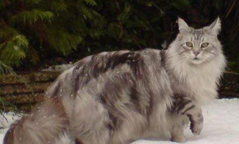 请问猫咪呕吐的原因及处理方法?