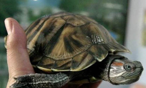 巴西龟出现溺水的表现有哪些