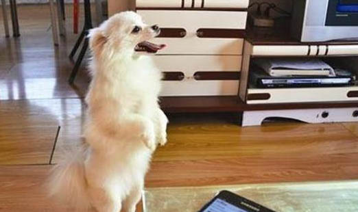 狗狗细小病毒会转狗瘟吗