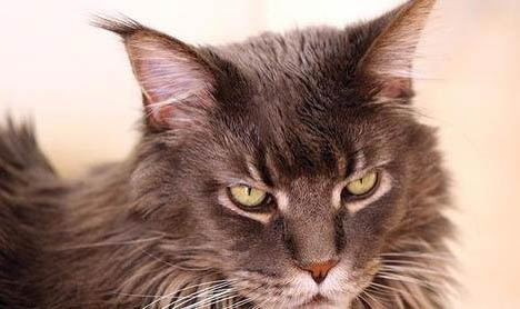 请问猫咪呕吐的原因及处理方法?