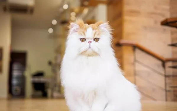 小猫一般多大断奶？