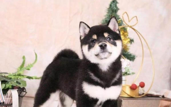 狗狗都有哪些特点?