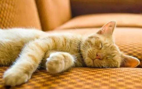 猫咪的鼻子上有黑色结痂是正常的吗