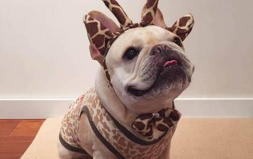 恶霸犬为什么被禁养?