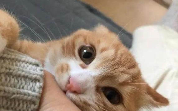 新买的小猫不吃东西怎么办啊