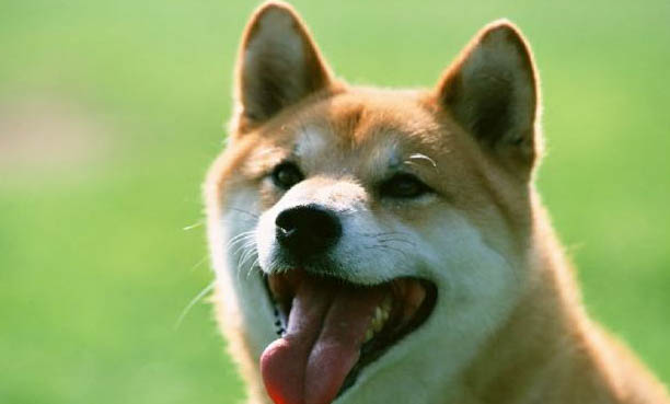 柴犬讨厌主人的表现