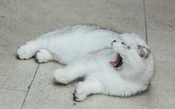 猫咪洗澡时应激反应怎么处理