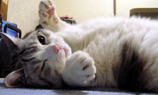 猫吃感冒药中毒了该怎么办