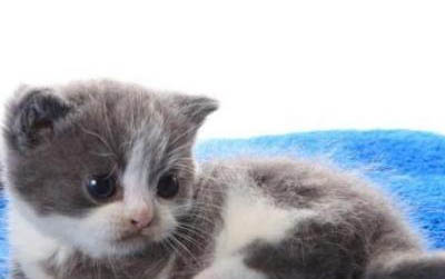 小猫咪害怕水壶怎么办