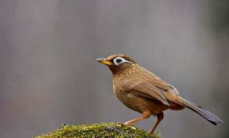 野生画眉鸟养多久可以养熟