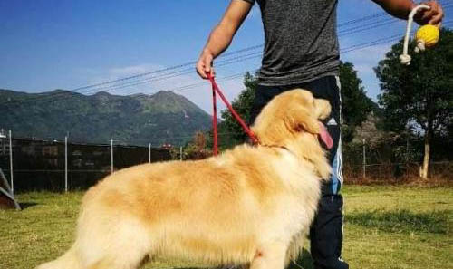 金毛犬有哪些缺点