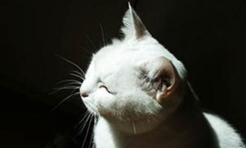 经常摸猫咪鼻子会得猫传腹