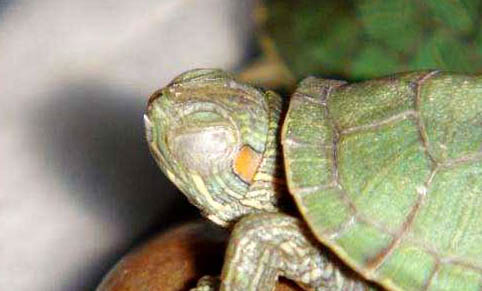 巴西龟在陆地上能活多久