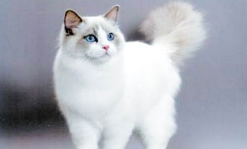 刚买的布偶猫叫个不停