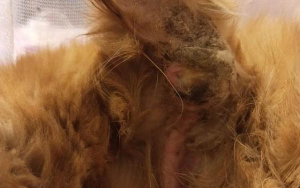 猫需要驱虫吗
