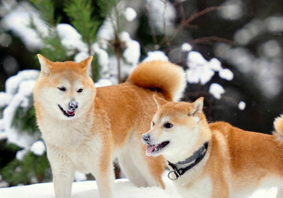 怎么挑选柴犬