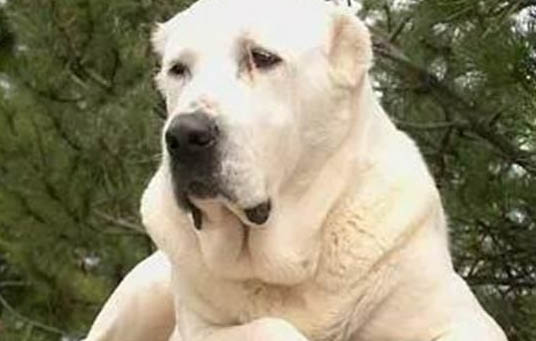 狗狗肾衰竭症状有哪些