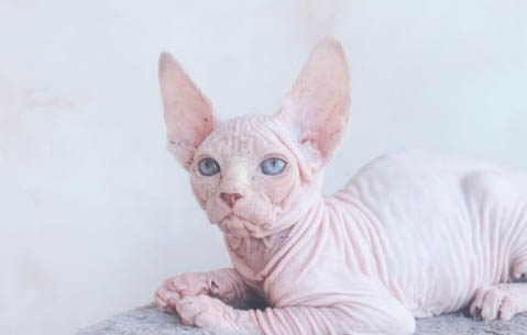 猫咪不吃东西还吐黄水怎么办