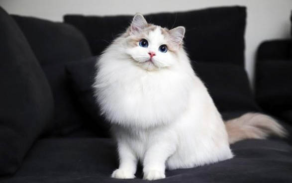 猫鼻子干燥嗜睡无精神不吃饭是为什么