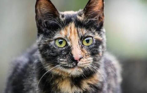 波斯猫呕吐之后应该吃什么