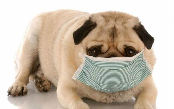 狗细小病毒肠胃炎症状