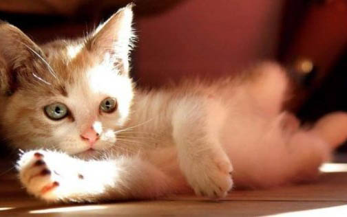 猫咪为什么会突然大量掉毛？如何处理以及注意事项是什么？
