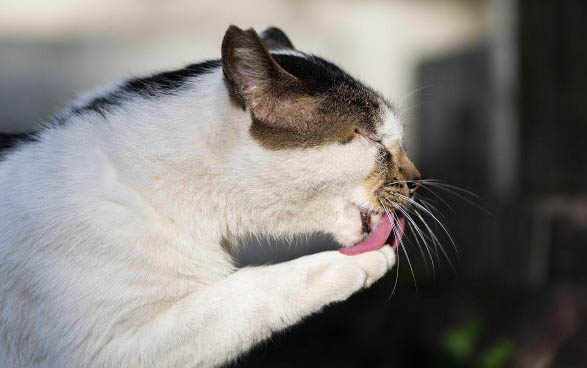 小猫多久不喝奶会饿死