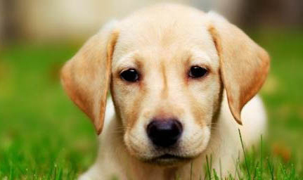 拉布拉多犬洗澡怎么洗