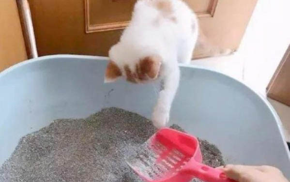 小猫咕噜咕噜一直不停