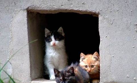 猫咪怀孕了应该注意些什么