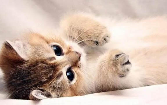 猫咪怀孕有必要做b超吗