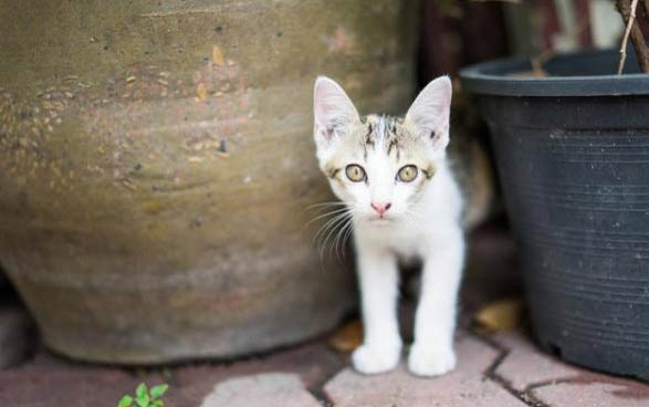 猫猫眼睛有分泌物怎么办