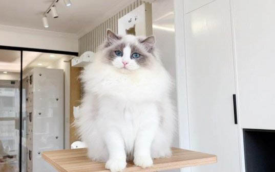 猫咪胡须掉了是什么原因？如何处理以及注意事项？