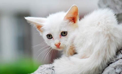 猫咪吃哪些东西可以补钙啊