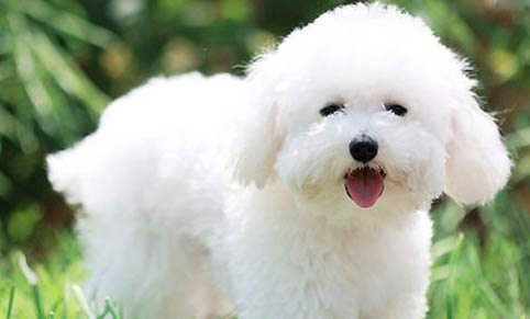比熊犬狗粮哪个牌子好
