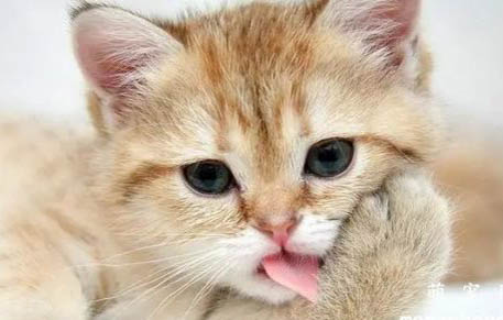 怎么知道猫咪有没有发烧