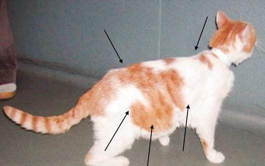 猫咪只喝水不吃东西是猫瘟吗