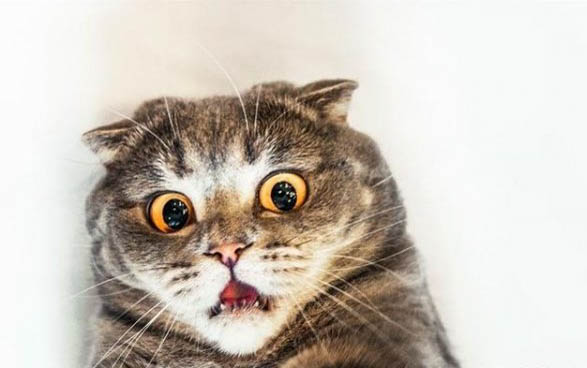 猫咪羊水破裂后多久生产正常