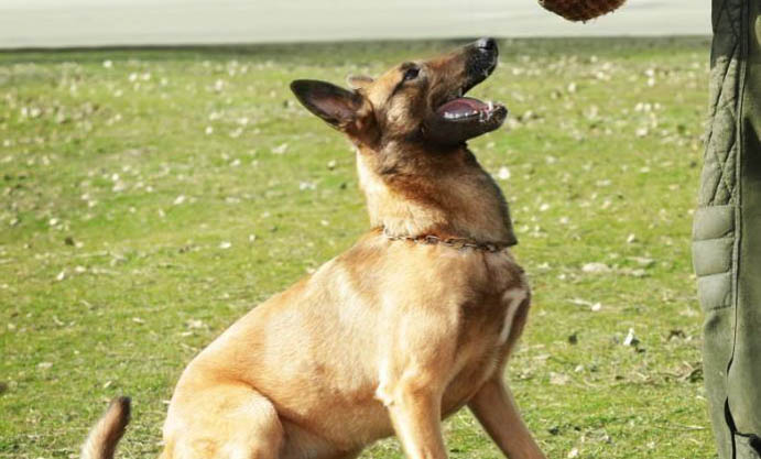 马犬喂养禁忌有哪些?