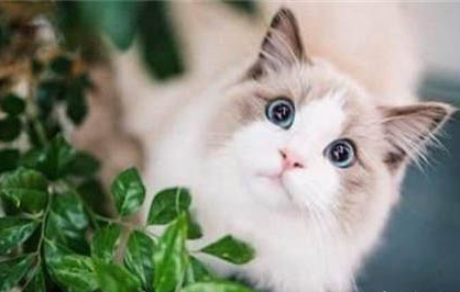 猫咪绝育后为什么狂躁啊