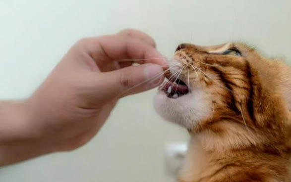 小猫一直打喷嚏是怎么回事