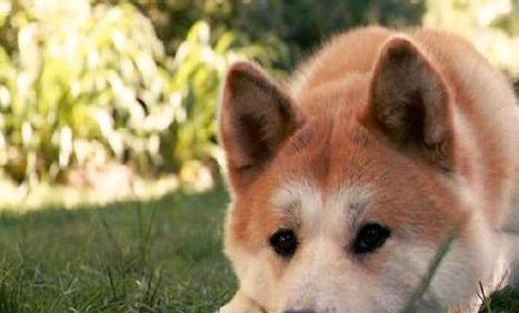秋田犬和柴犬哪个好?