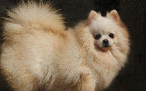 纯种博美犬的特征