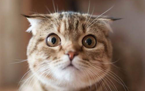 小猫应该晒多长时间太阳