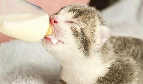小猫起猫癣怎么办
