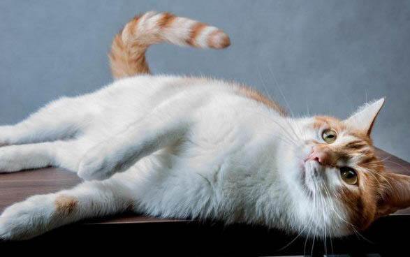 猫咪睡醒为什么呼呼叫不停