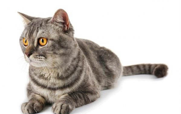 猫窝哪里有卖