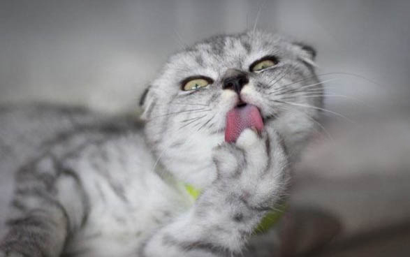 猫癣会传染给猫吗?